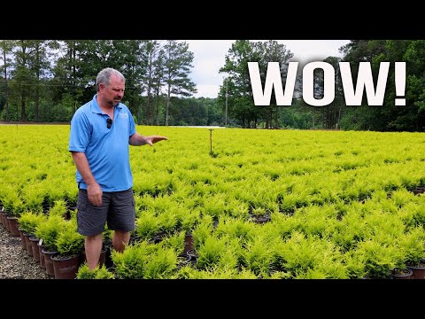 Video: Gemeenschappelijke Coniferen Van Het Zuiden: Groeiende Naaldplanten In Zuidoostelijke Regio's