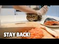 LuLu Loves Fish Too Much! | Kittisaurus