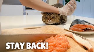 LuLu Loves Fish Too Much! | Kittisaurus