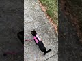 Havana Brown Cat Walking の動画、YouTube動画。