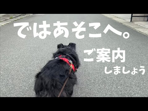 散歩コースを愛犬に任せたら思いがけない場所に連れて行かれました