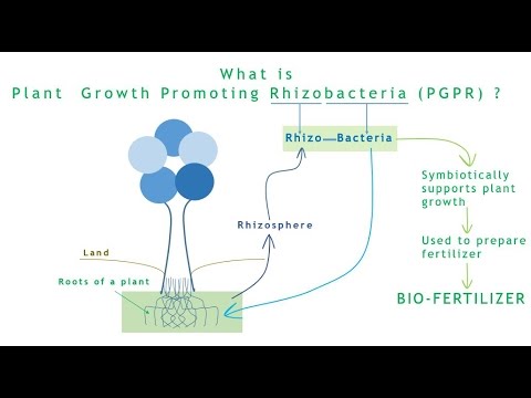 Thesis on plant growth promoting rhizobacteria