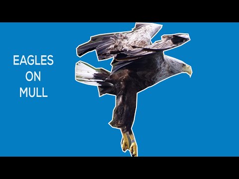 Video: Unde să vezi vulturi cu coadă albă pe mull?