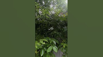 সূরা ফালাক (سورة الفلق) মন জুড়ানো তিলাওয়াত┇