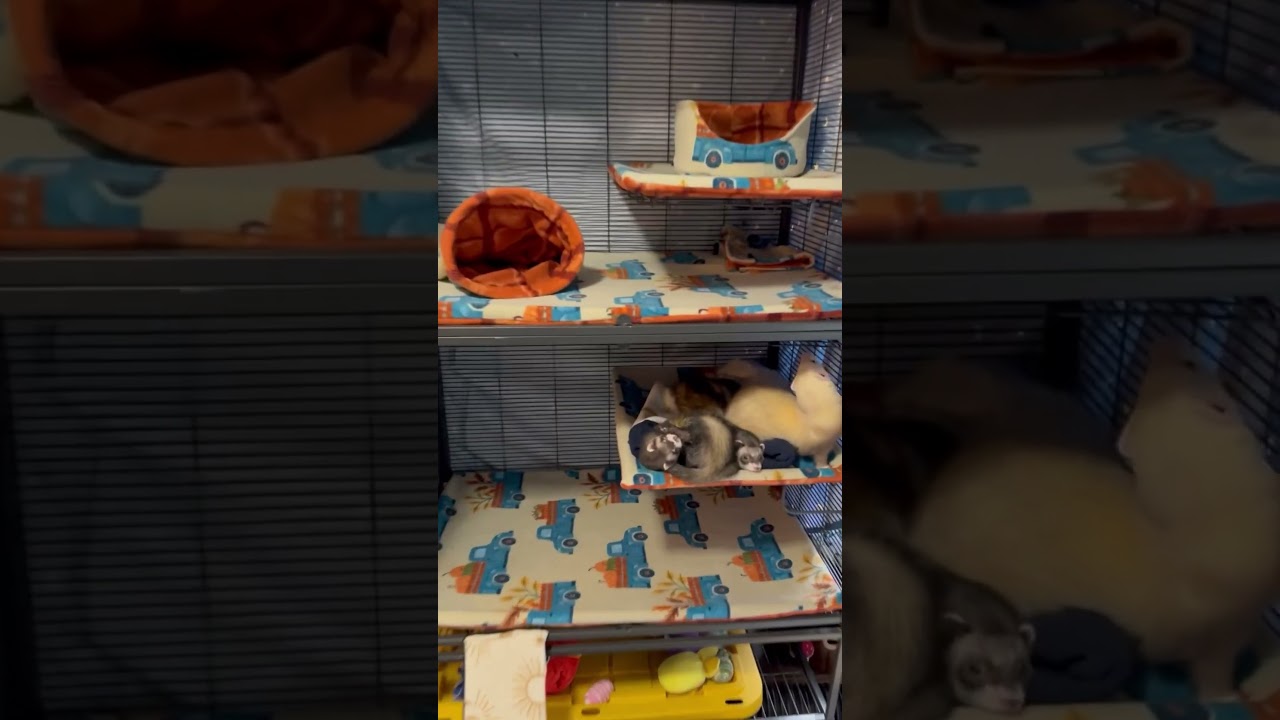 Making New Liners for the Ferret Cage 