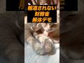 国民の怒り頂点