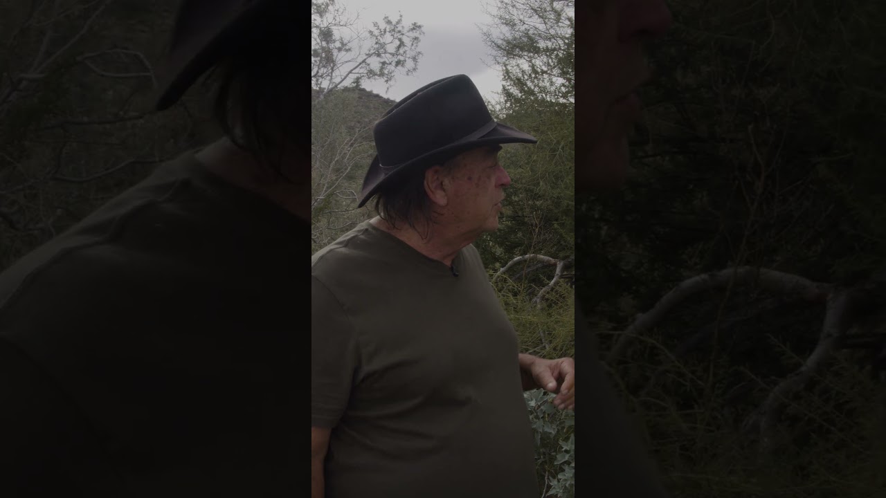 Пало-Верде — растения гор Суперстишн.