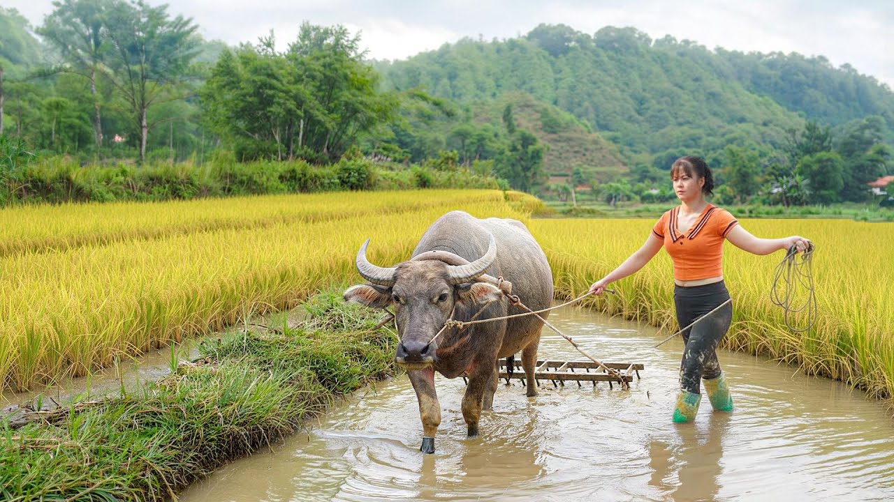 Timelapse - Buffalo Harrowing Primitive Fields for Spring Rice Planting ...