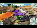 TROPICAL TAKEOVER! - Planet Zoo Mod Showcase