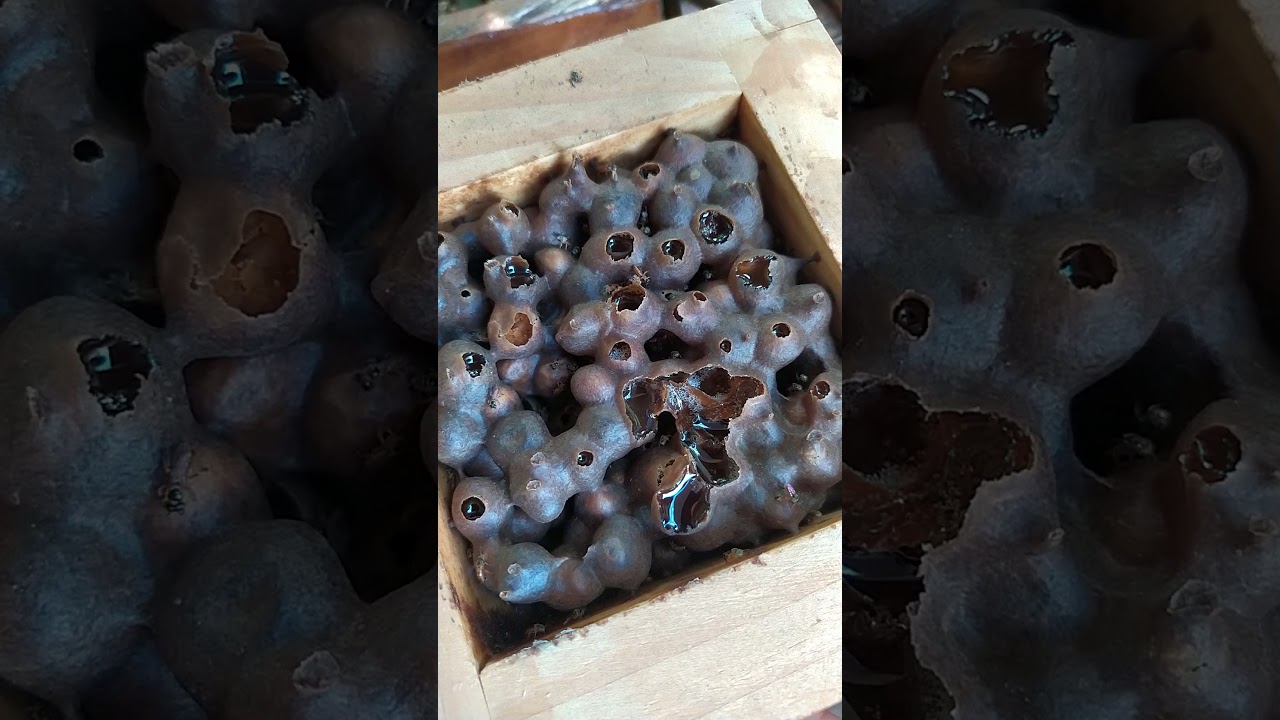 Tirando mel de Jataí