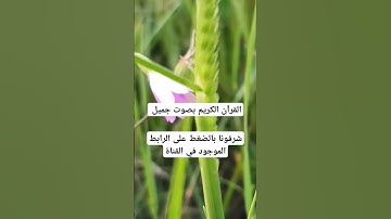 القرآن الكريم بصوت جميل #لايك #قرآن #الحياه #اكسبلور #قران_كريم #المصحف #قرانكريم #ترند #الرحمن
