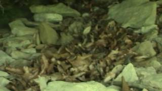 The Human Sasquatch: Salt Fork State Park