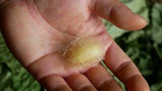 Silkworm spinning their golden cocoons