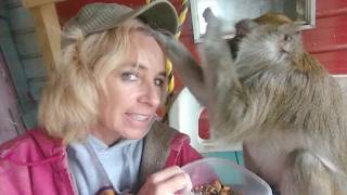 Talking Grooming Tap Happy Macaque Bugs Bullock