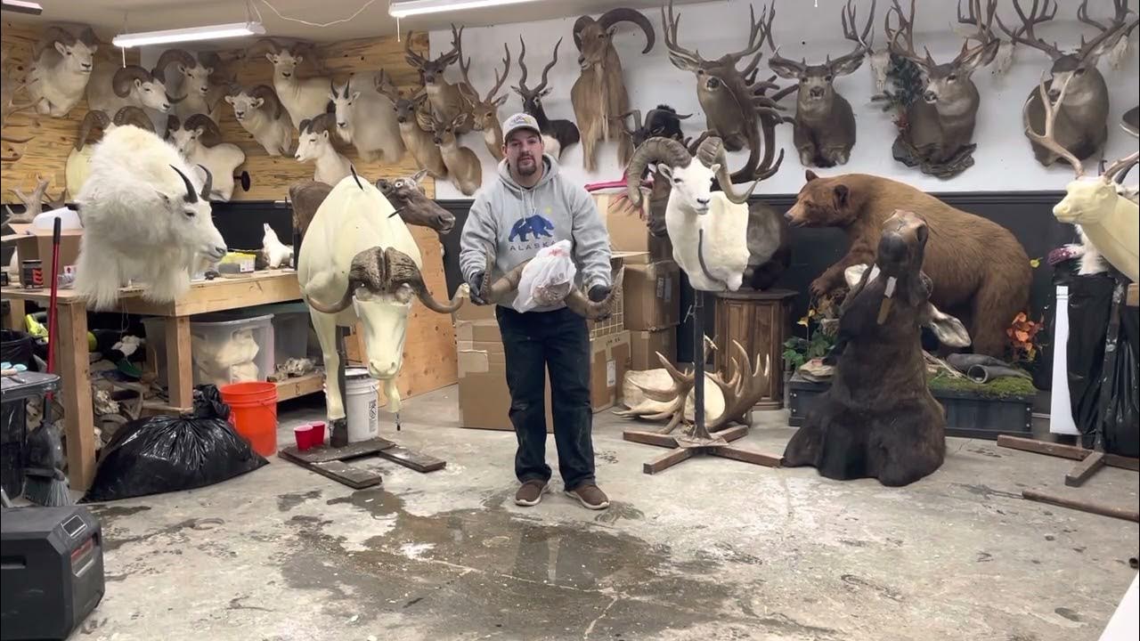 How to remove sheep horns YouTube