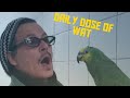 Johnny Depp Argues and Flirts With Parrot Speaking Serbian | | Daily Dose of Wat | |