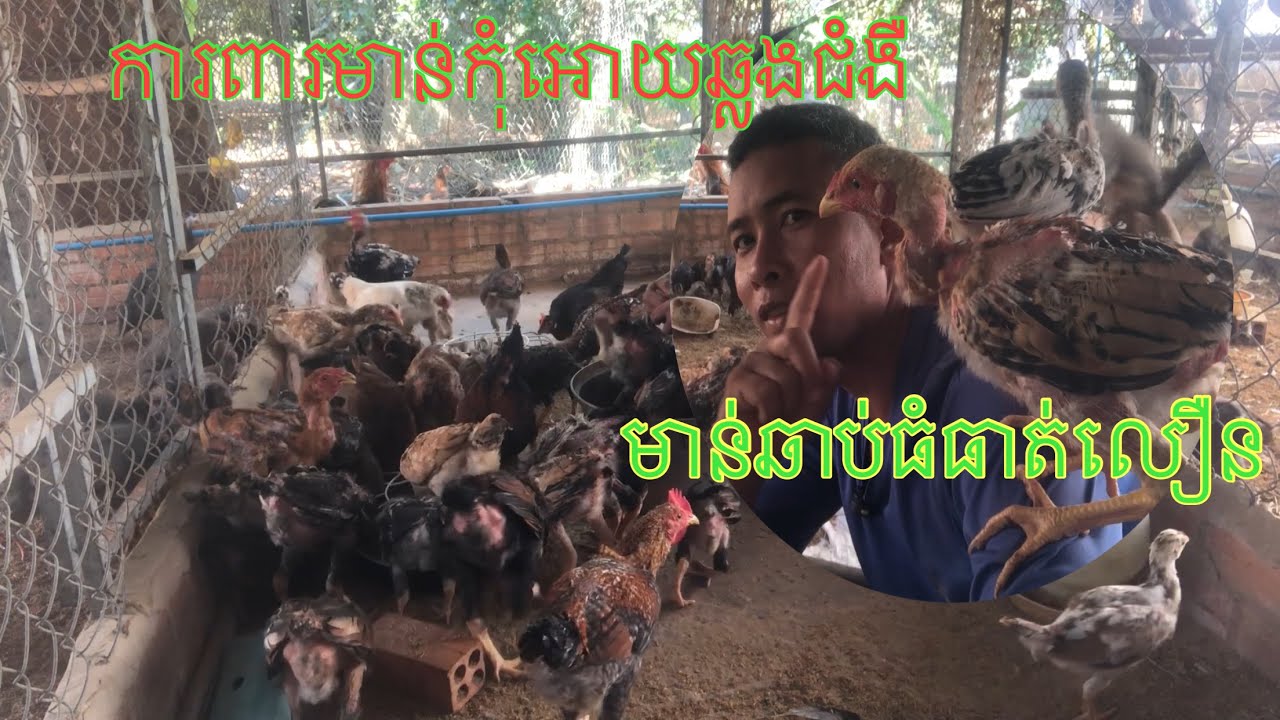 ការពារកុំឆ្លងជំងឺ / The Best Organic Poultry Farming Process Today - Organic Poultry Farm