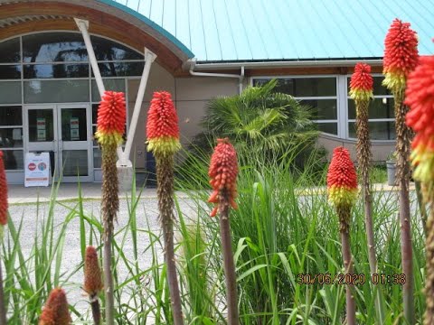 Torch lily for