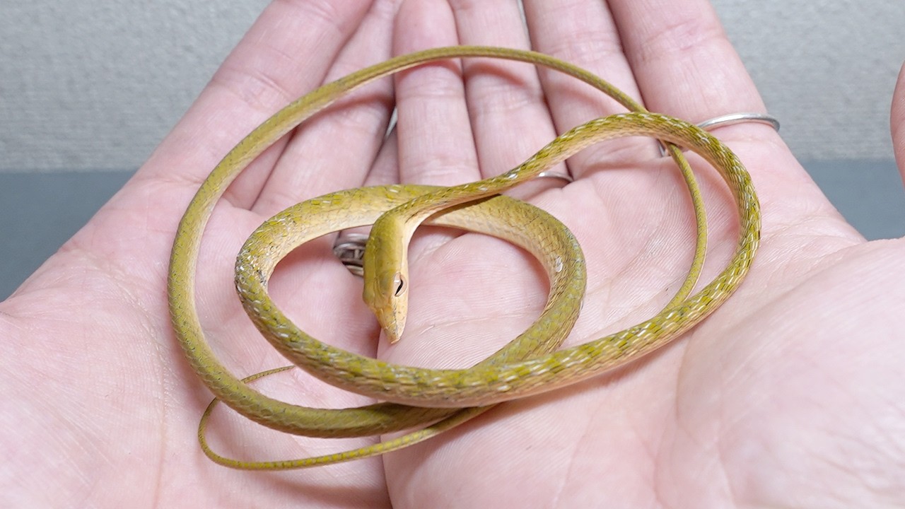 ガリガリで生気のないヘビを助けたい