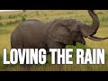 Masai Mara - Elephants Loving the Rain