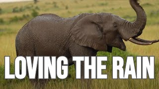 Masai Mara - Elephants Loving the Rain