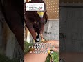 機嫌が悪い換羽期に近づいてみた結果
