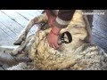 Esquilar una oveja (método tradicional). Trasquilar lana con tijera / Sheep  shearing / wool