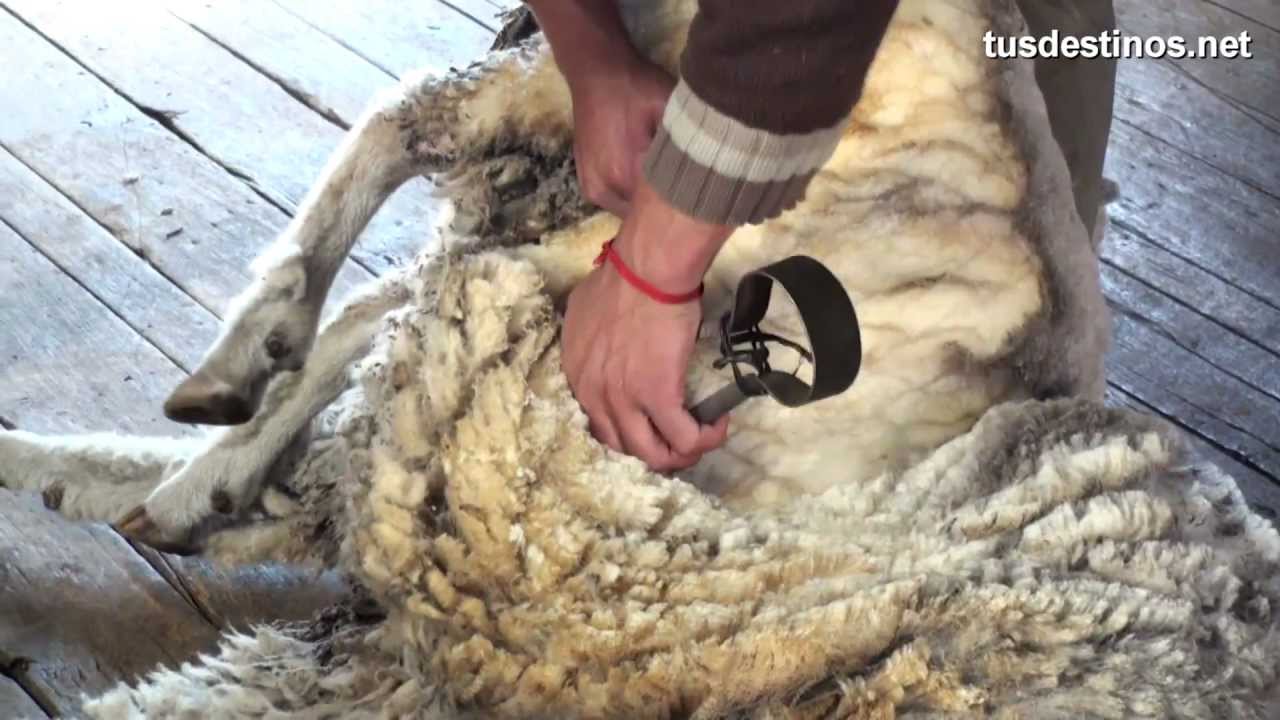 playa Inminente Cartas credenciales Esquilar una oveja (método tradicional). Trasquilar lana con tijera / Sheep  shearing / wool - YouTube