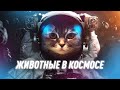 Какие Животные Летали в Космос? | Black Science