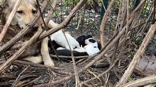 The Struggle to Rescue Puppies Growing in the Woods! by Sevpati 17,871 views 1 month ago 26 minutes