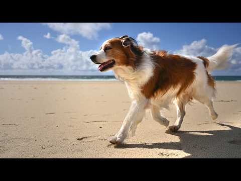 Riley danse sur la dune | Kooikerhondje