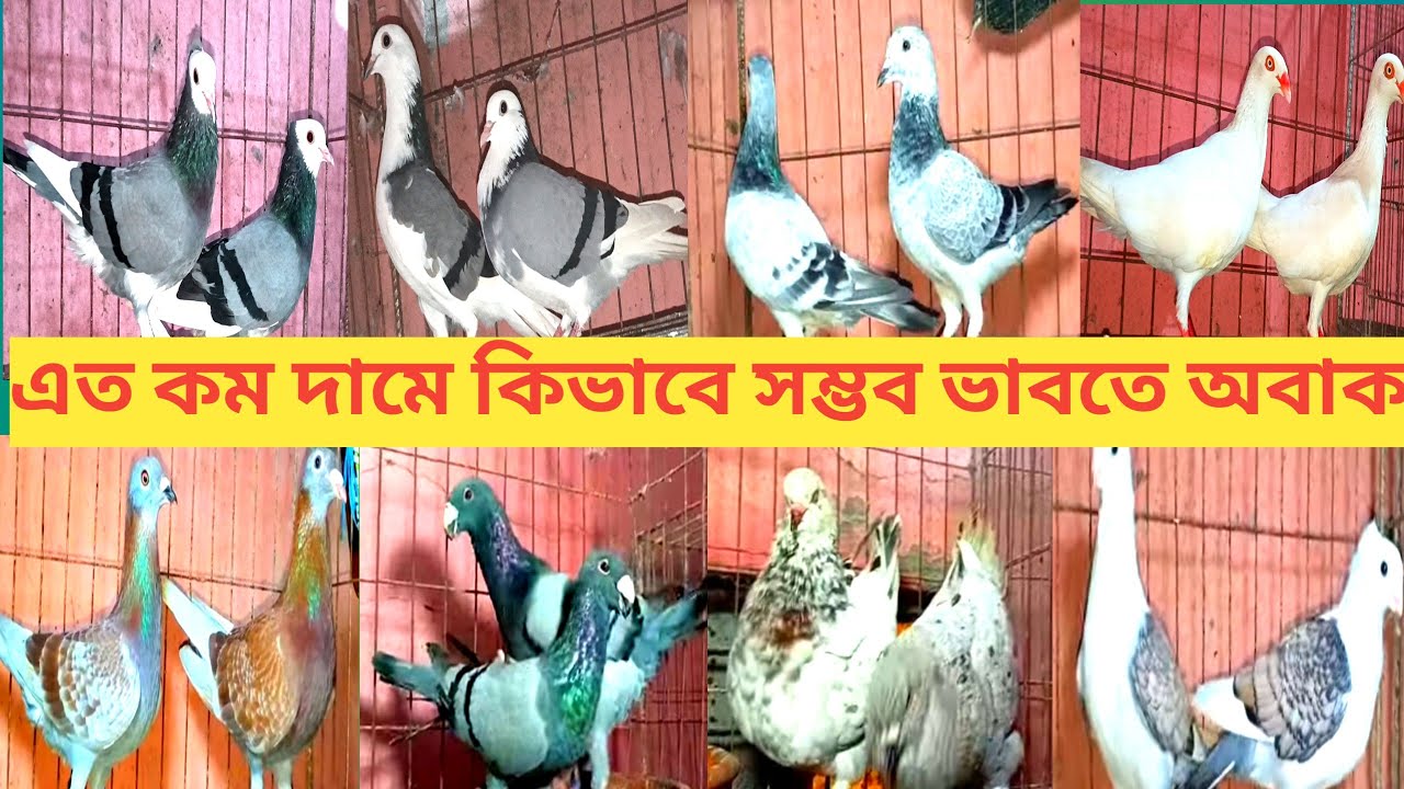 মাথা নষ্ট করা অফারে- ২৫০ টাকা পিস কবুতর কিনুন || ডিম বাচ্চা সহ মাত্র ৫০০ টাকা জোড়া কবুতর বিক্রি || 