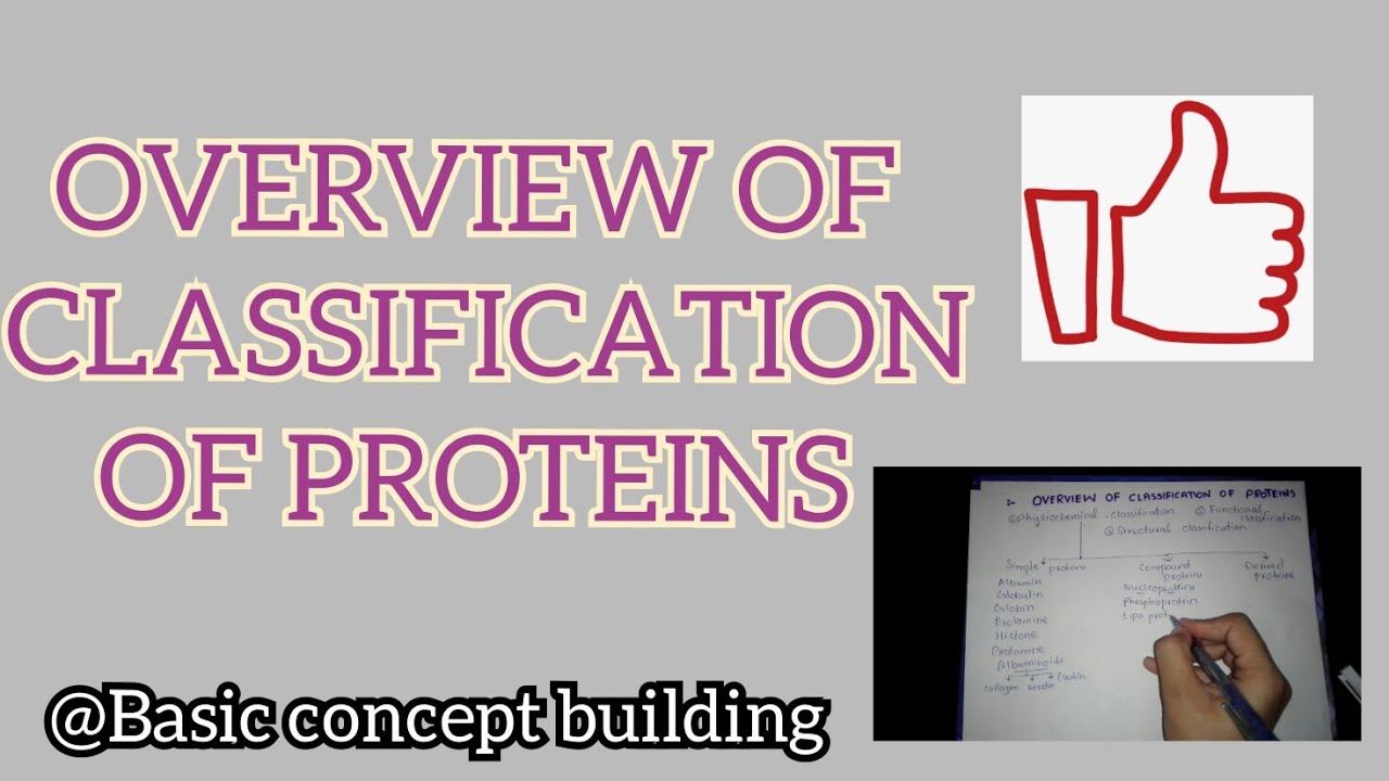 Classification of proteins | complete overview | Basic concept building