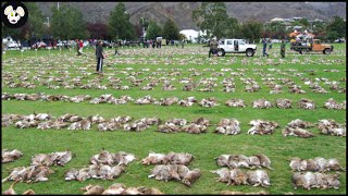 How Do Australian Farmers Deal With Millions Of Invasive Animals? screenshot 3