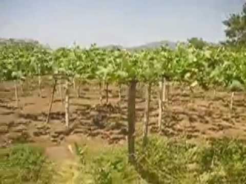Yamanashi Prefecture Rural Scapes (Vineyards 1)