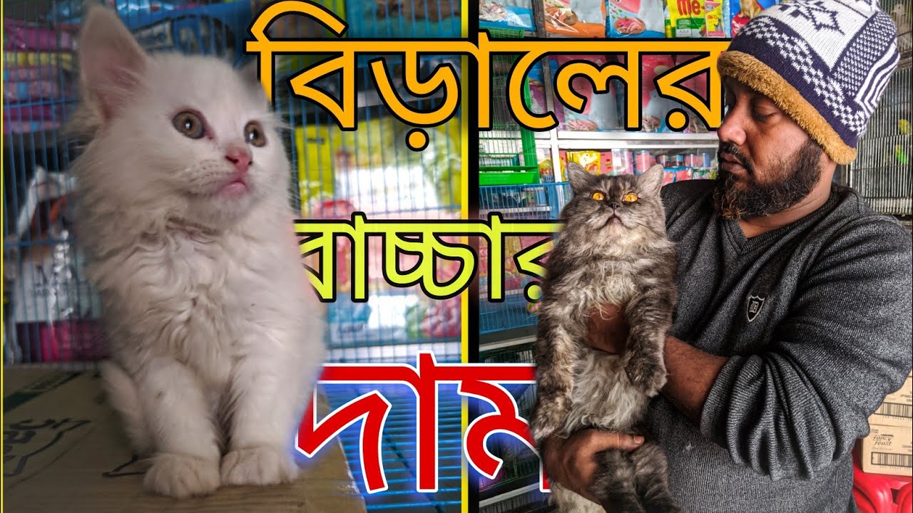 পার্সিয়ান বিড়াল পালন পদ্ধতি _Cat Price in Bangladesh/Persian Cat