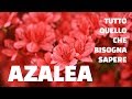 Azalea tutto quello che bisogna sapere