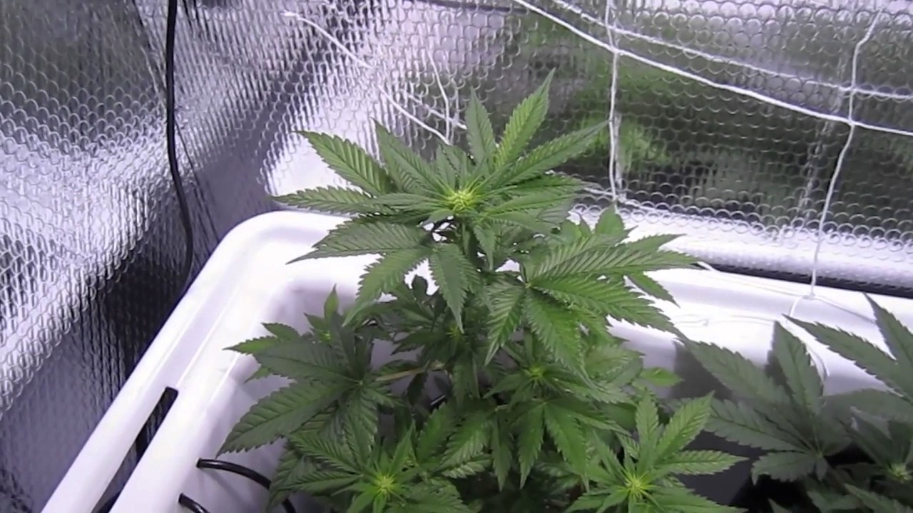 Grape Gum (Ripper Seeds) con 600w de halogenuro metálico