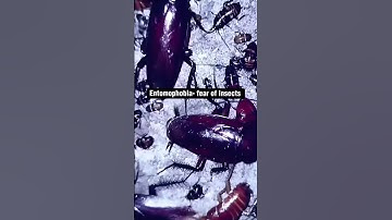 Entomophobia- fear of insects #phobias #insects #scary #trending