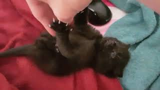playtime interrupted by hunger 20230525 170430 YouTube