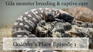 Gila monster care & breeding