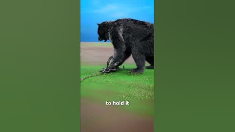 How Bear Traps Work 🤔