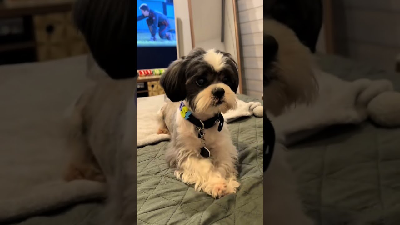 5 consejos para cuidar a tu mascota 