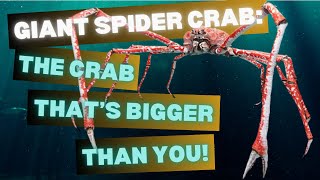 Giant Spider Crab - The Crab Thats Bigger Than You