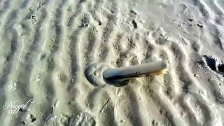 How A Razorfish Moves