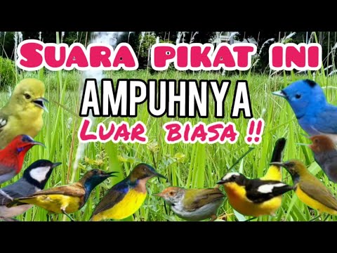 Suara pikat Burcil Ribut Ini Ampuhnya Luar Biasa !!