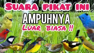 Download Lagu Suara pikat Burcil Ribut Ini Ampuhnya Luar Biasa !! MP3