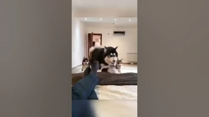 Video 4370251: cute himalayan persian cat, funny himalayan persian cat, maine coon persian cat, himalayan cats meowing