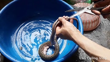 Cách Làm Thịt Rắn Cực Nhanh Và Hiệu Quả _ Cao Cường Vlog