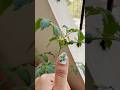 First bloom of my tomato plant 🌼🍅 So I painted it on my nails!